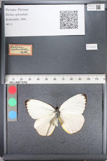 Media type: image;   Entomology 130140